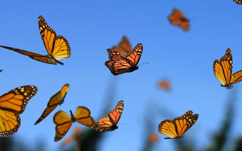 Monarch: Minimal, Manageable, Migrations 🦋